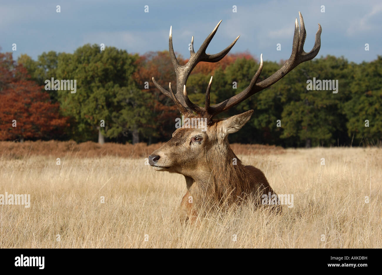 Red Deer Cervus elaphus stag sitting in long grass UK Stock Photo