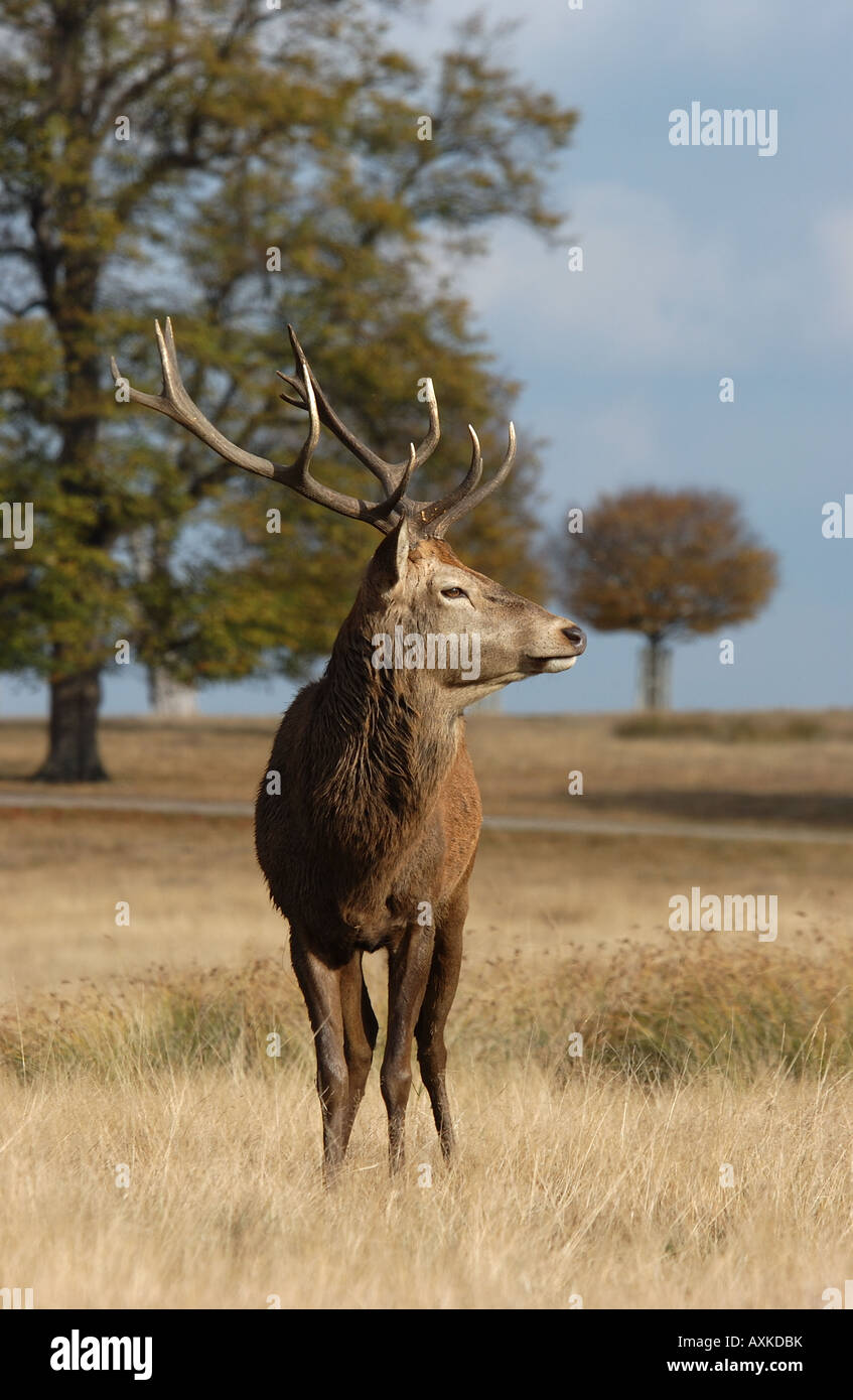 Red Deer Cervus elaphus stag UK Stock Photo