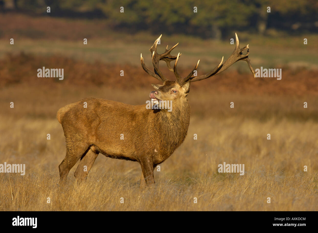 Red Deer Cervus elaphus Stag tasing the air during the rut UK Stock Photo