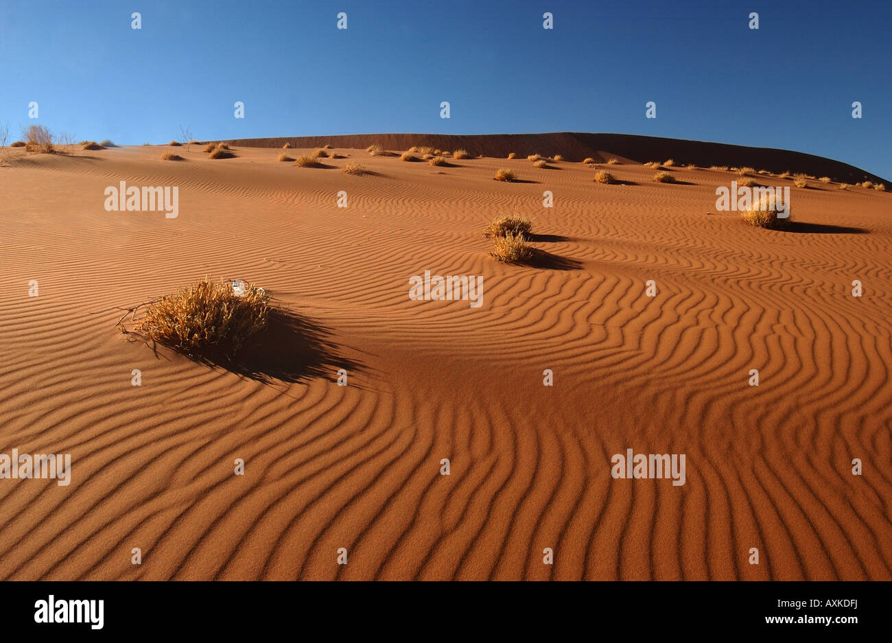 Ripples in Sand Dune Namibia Stock Photo
