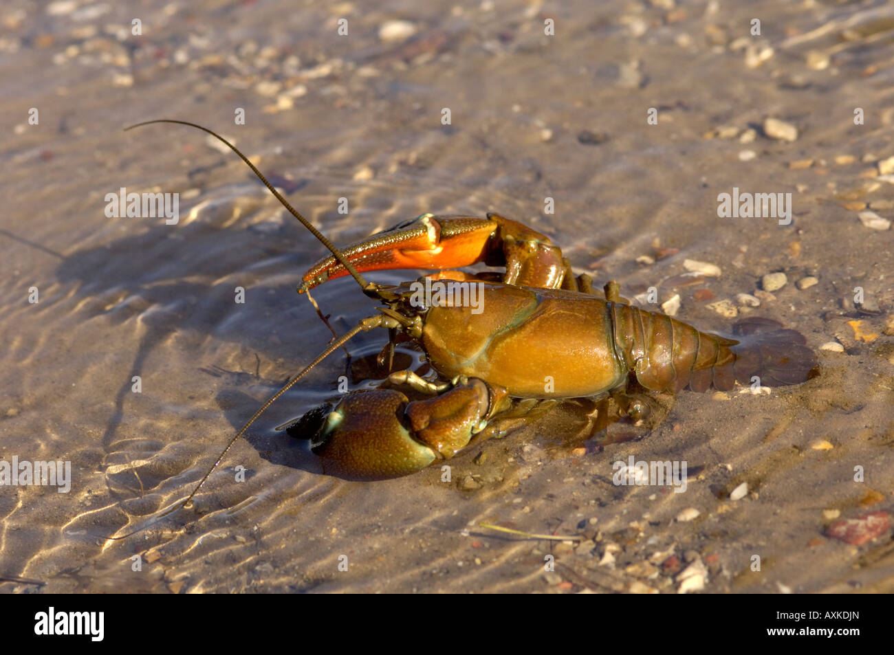 American Signal Crayfish Pacifastacus leniusculus Oxfordshire UK Stock