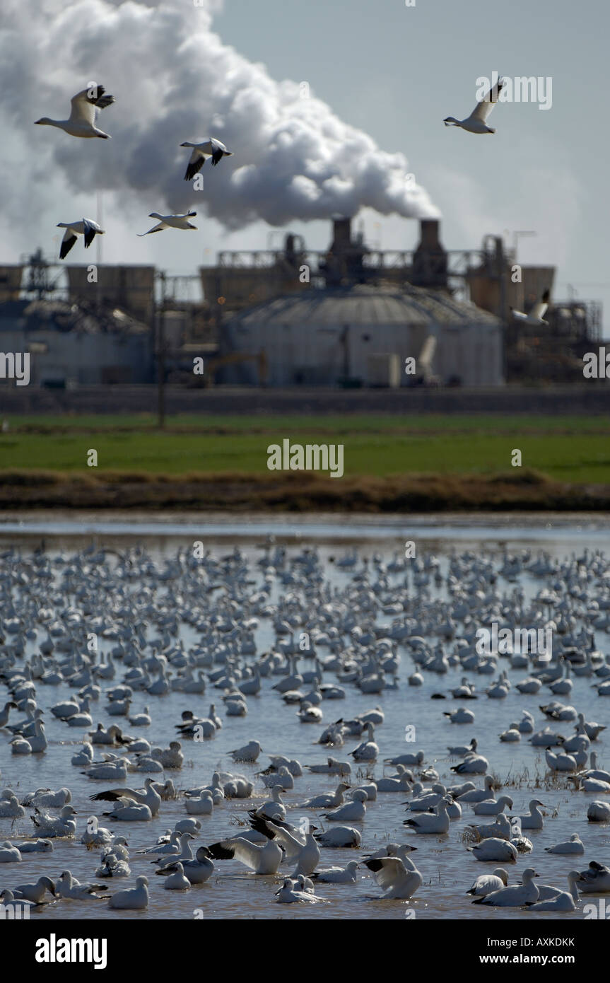 Snow Geese Anser caerulescens roosting by factory billowing smoke New Mexico USA Stock Photo