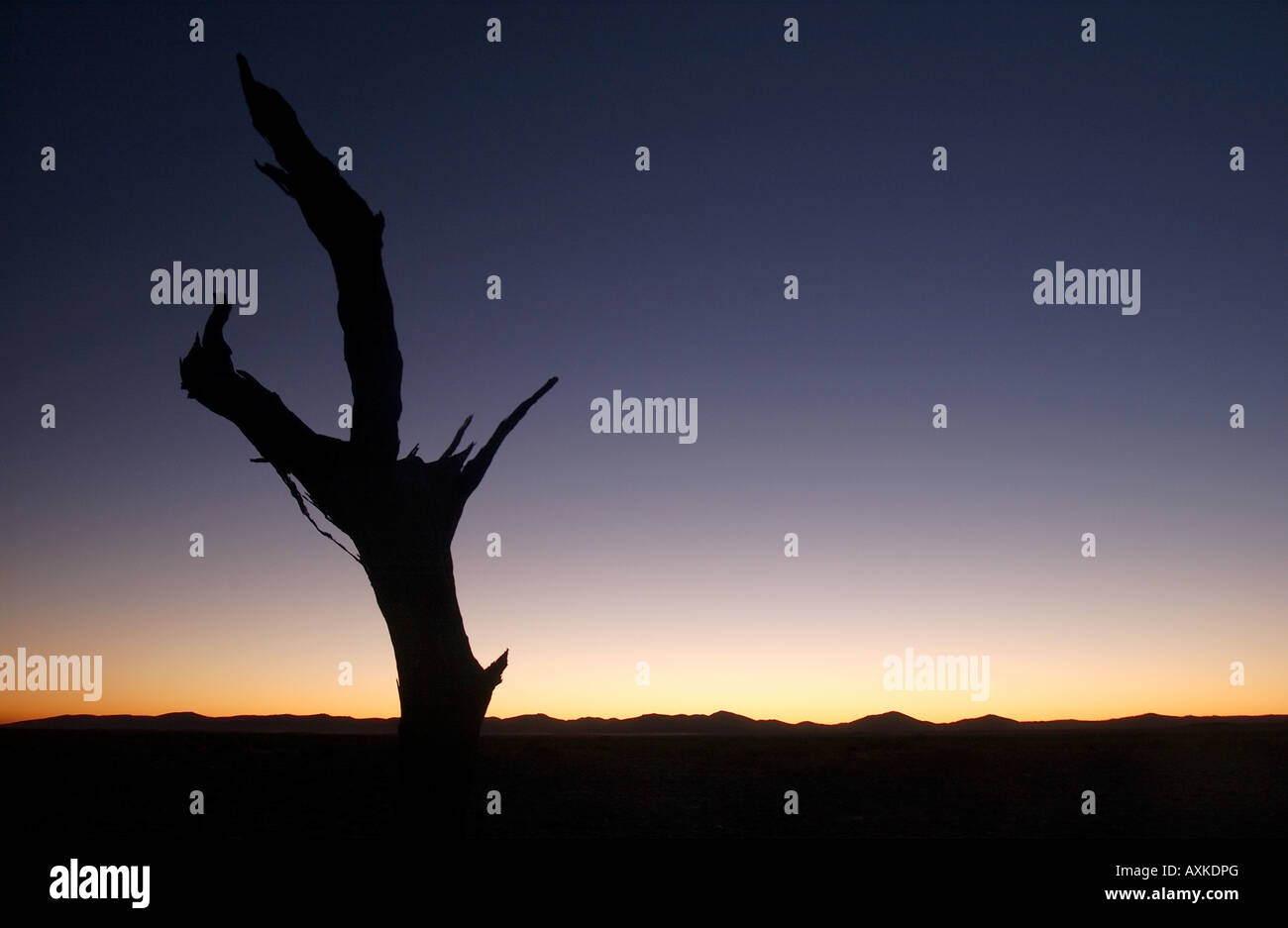 Dead Tree Silhouette amongst sand dunes Namibia Stock Photo