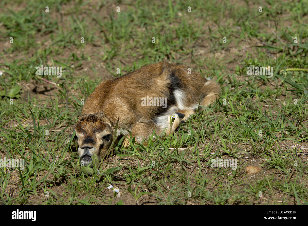 Thomsons or Red fronted Gazelle Gazella rudifrons newly born trying to hide against the ground Stock Photo