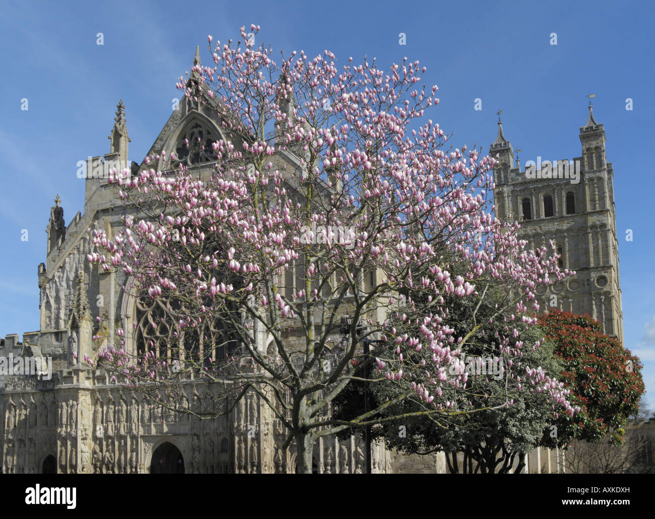Spring In Exeter Exeter Cathedral Spring Magnolia Blossom Devon England Stock Photo - Alamy