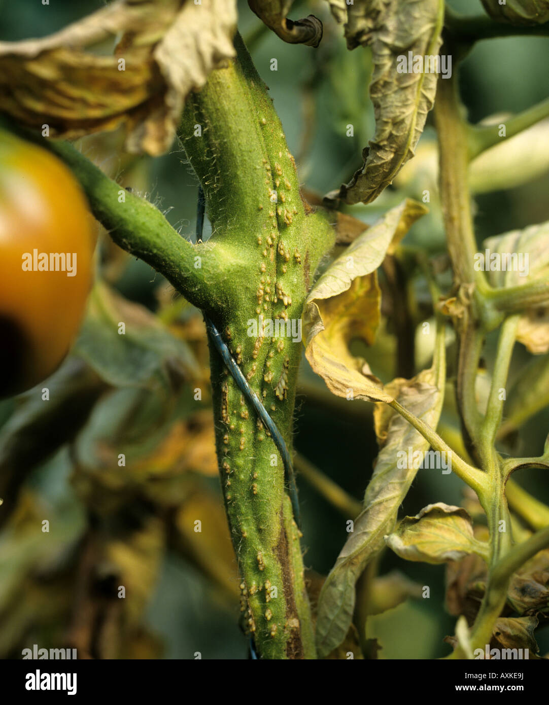 Adventitious roots caused by a bacterial infection Pseudomonas corrugata on a tomato stem Stock Photo