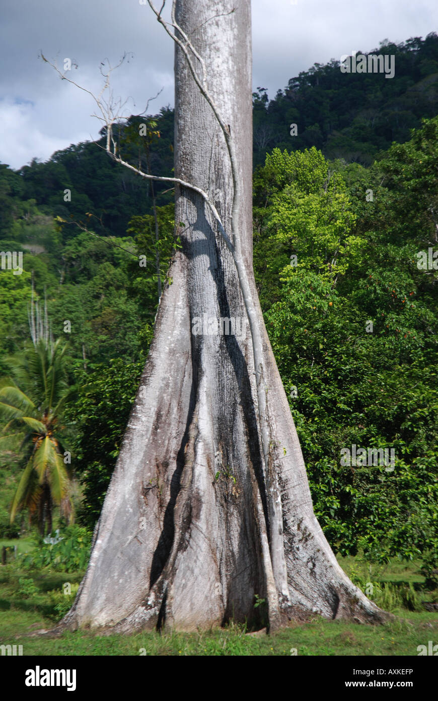 Trunk of Jicaro tree, Osa Peninsula, Costa Rica Stock Photo