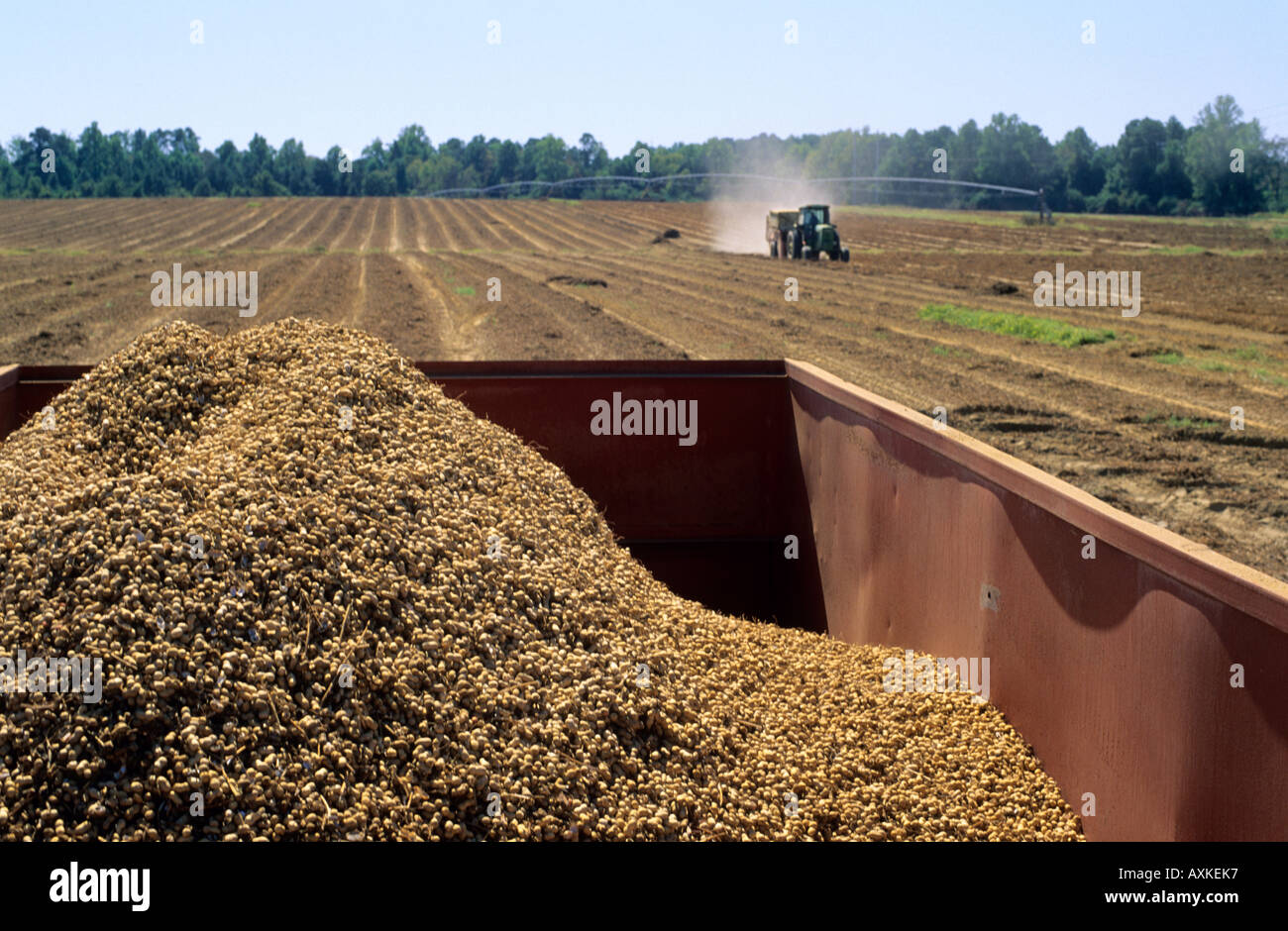 peanut-harvest-in-georgia-stock-photo-alamy