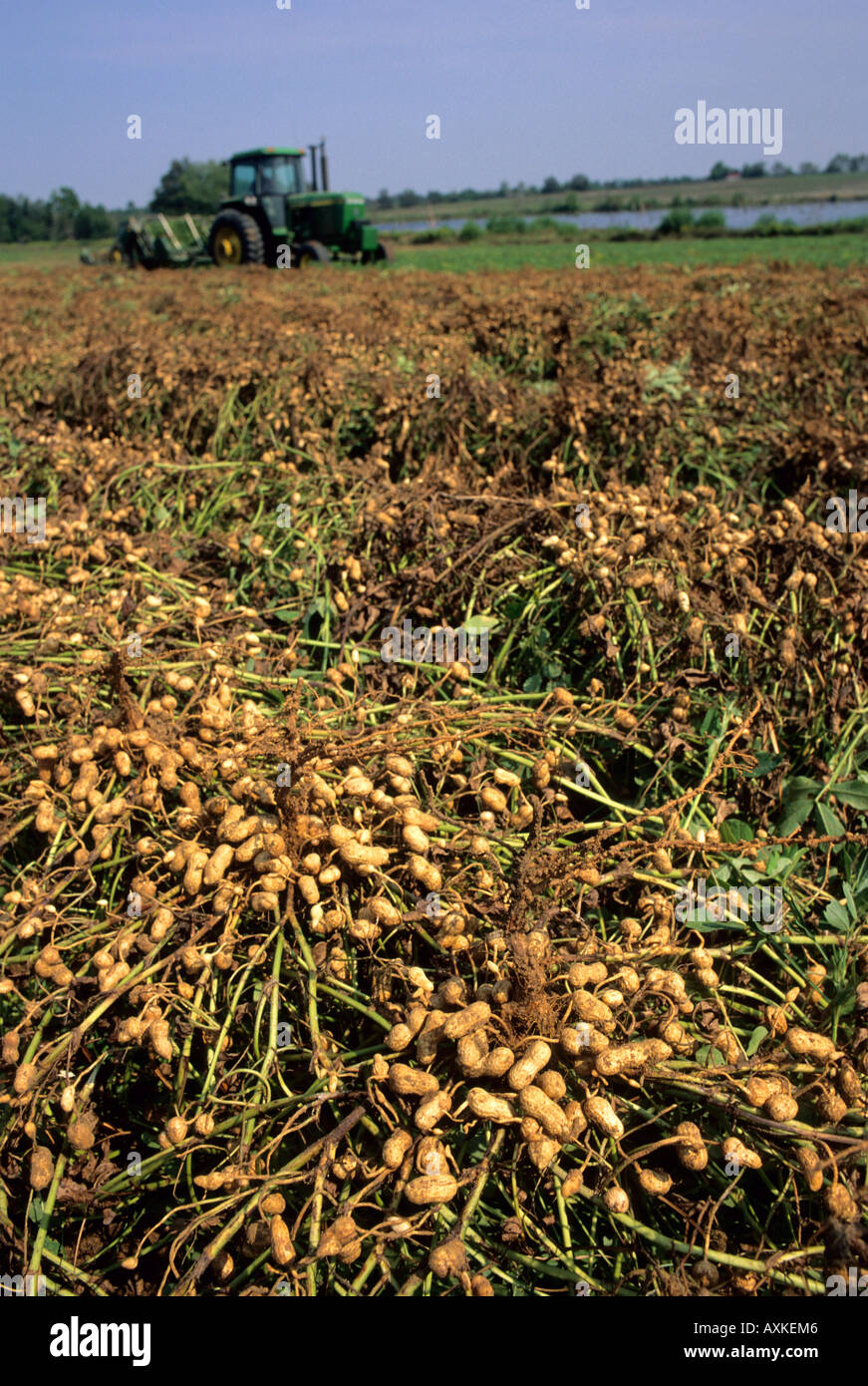 Peanut harvest hires stock photography and images Alamy