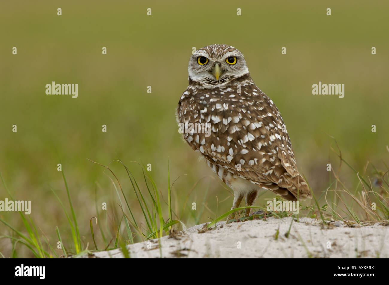 Burrowing Owl Speotyto cunicularia Florida USA standing on ground Stock Photo
