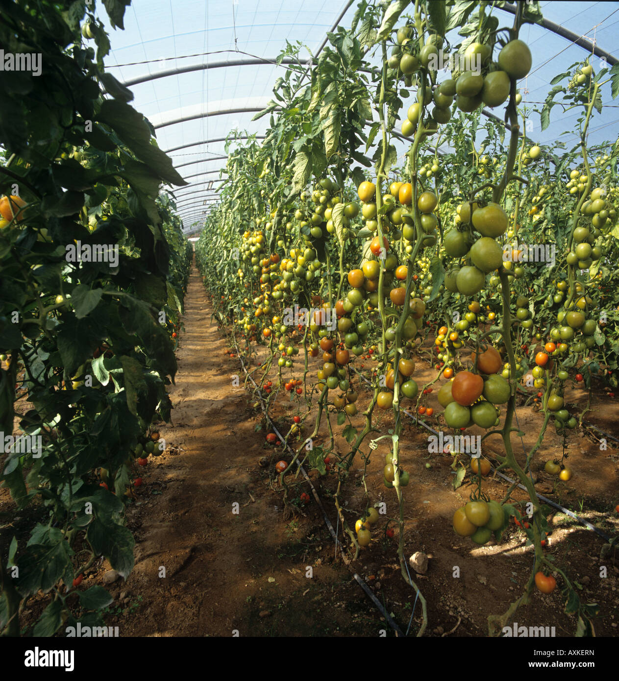 End of season tomatoes in a polythene house with leaves removed Portugal Stock Photo