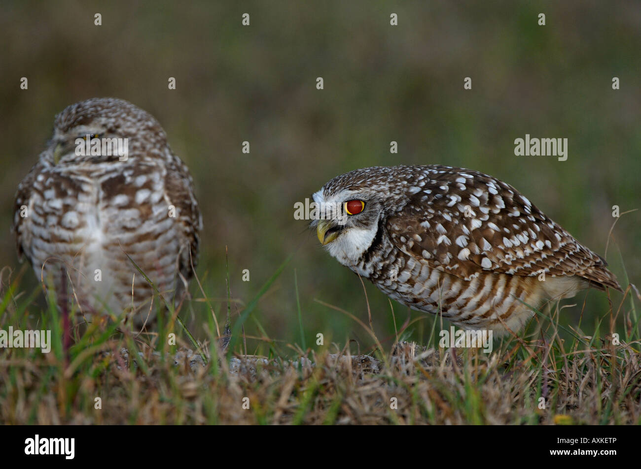 Burrowing Owl Speotyto cunicularia Florida USA pair on ground one half asleep the other calling showing tapetum lucidum Stock Photo