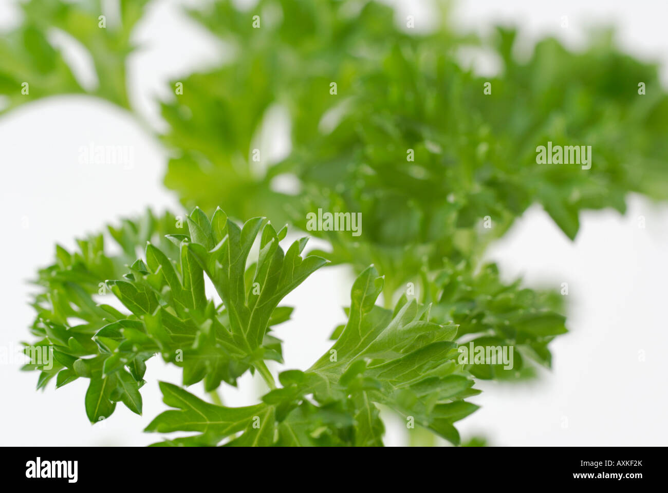 Moss curled parsley hires stock photography and images Alamy
