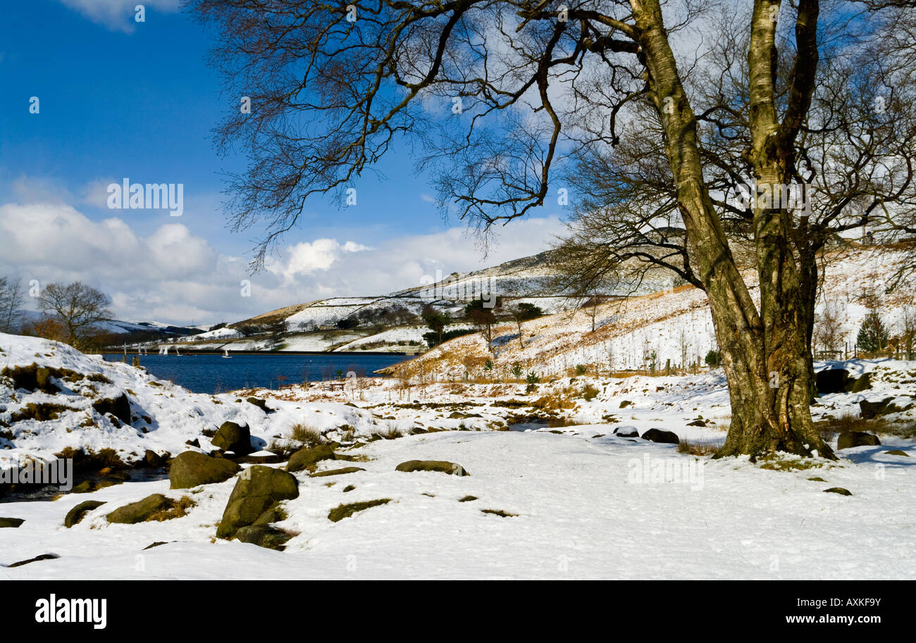 Birch tree in snow at Dovestones Reservoir, Chew Valley, Greenfield saddleworth Stock Photo