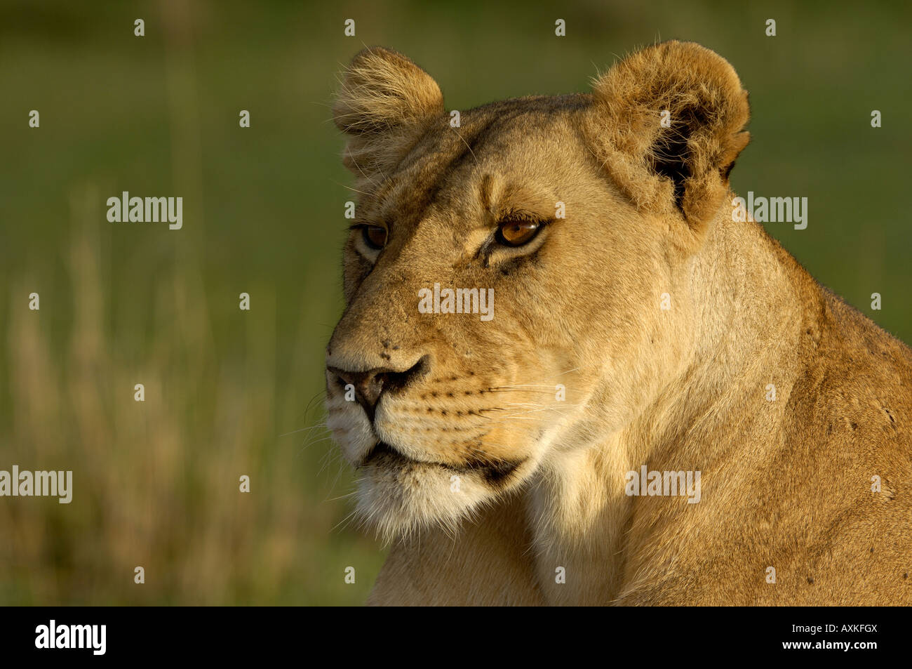Lion Panthera leo Masai Mara Kenya portrait of lioness Stock Photo - Alamy