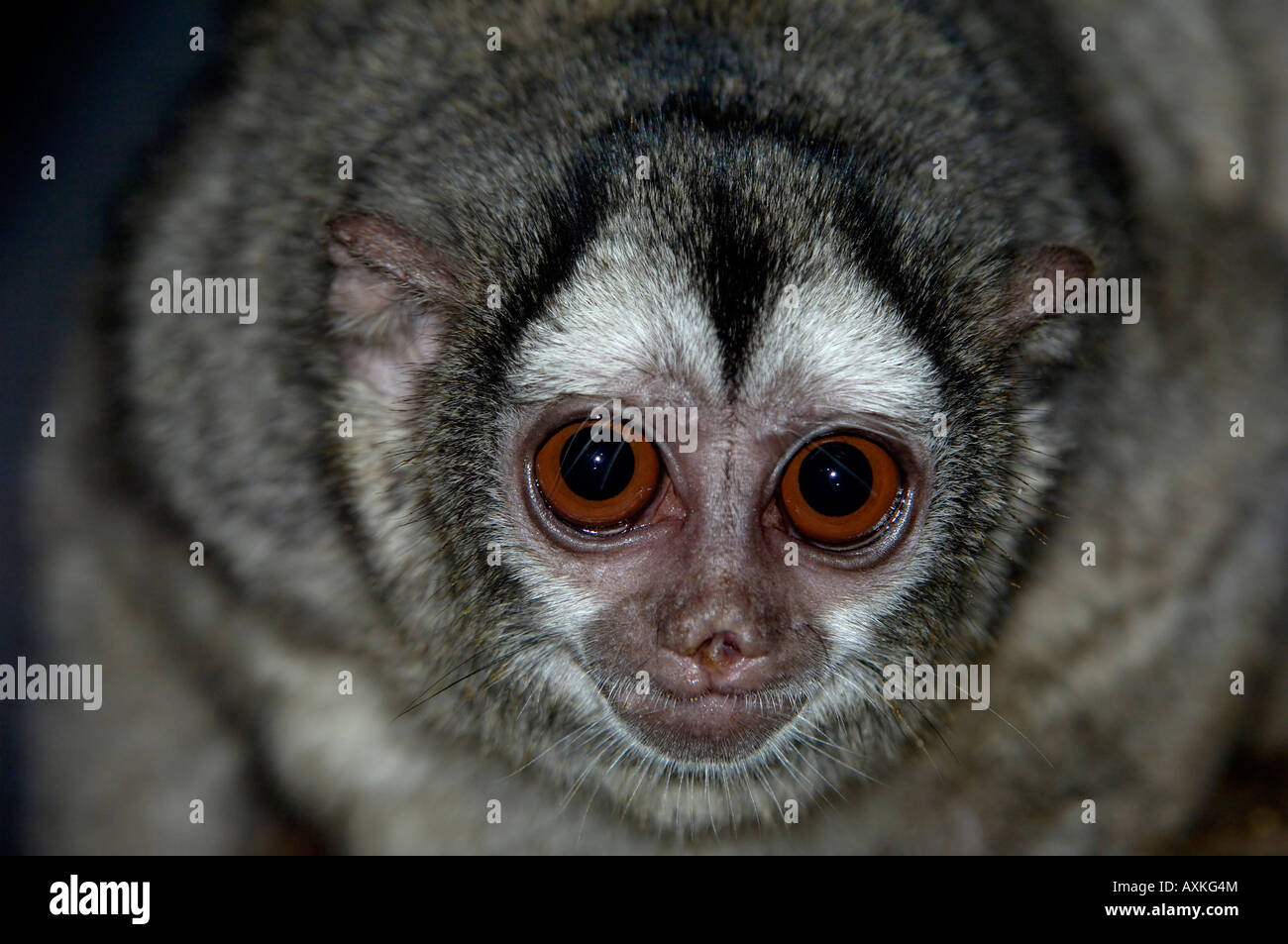 Owl Monkey Aotus trivirgatus boliviensis native of Bolivia South America captive Bristol Zoo Stock Photo