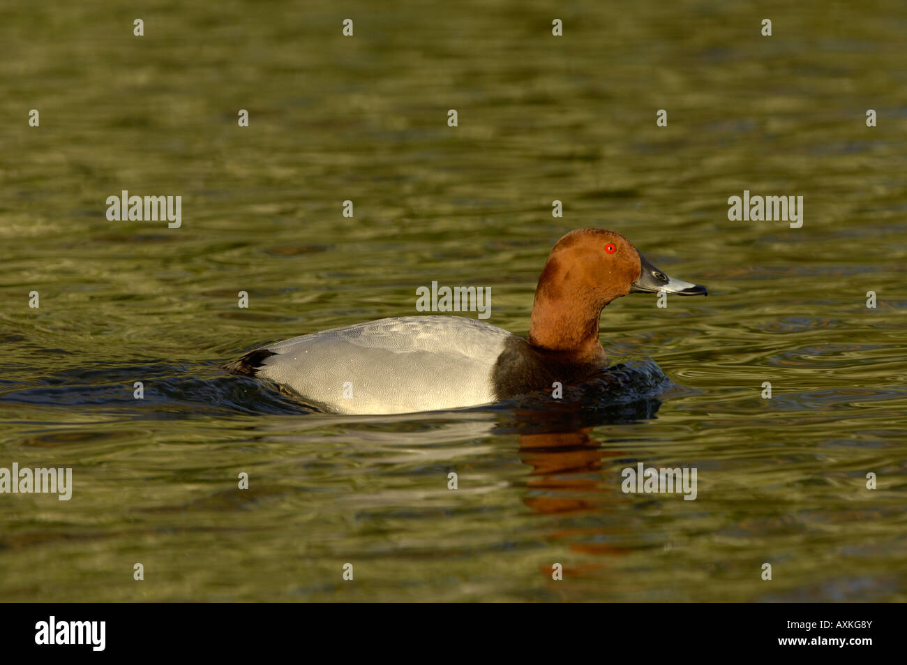 Pochard Aythya ferina drake swimming on water Regents Park London UK Stock Photo