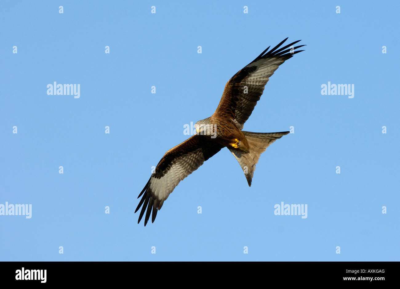 Red Kite Milvus milvus Oxfordshire UK in flight Stock Photo