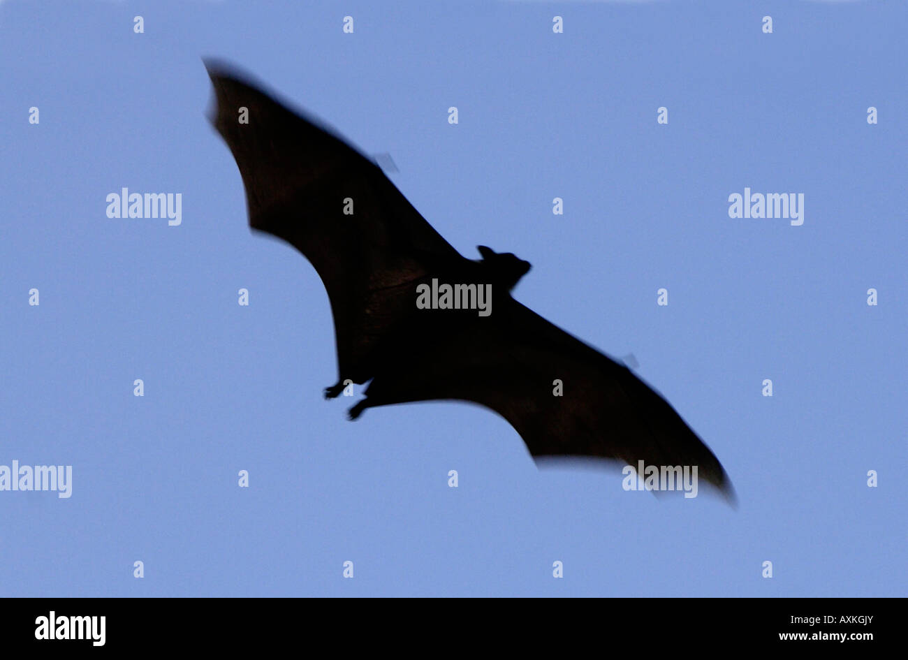 Straw coloured Fruit Bat Eidolon helvum Kasanka National Park Zambia in
