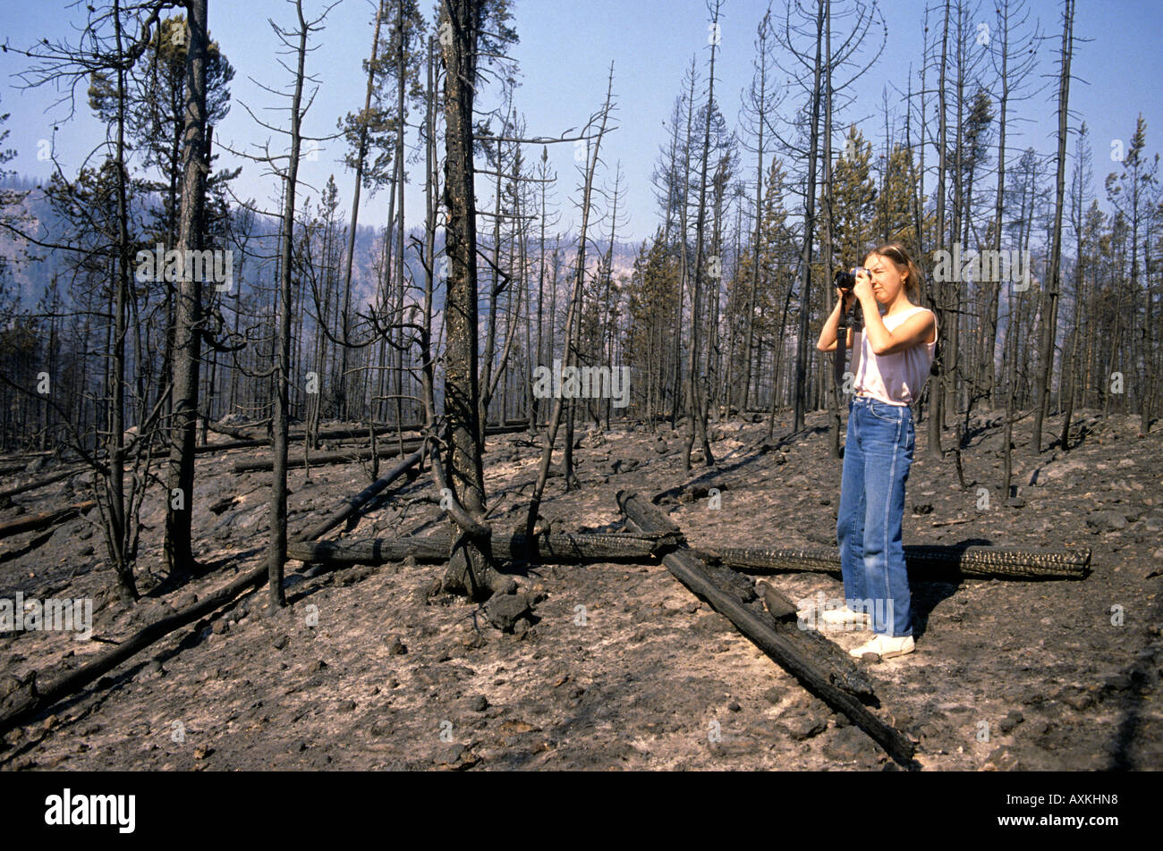 Yellowstone fire 1988 hires stock photography and images Alamy