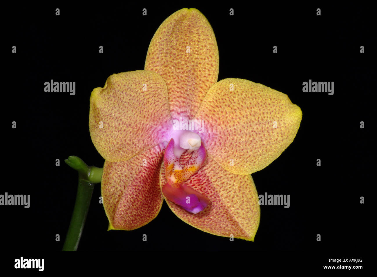 Phalaenopsis Budi Linuhung 'Taida' orchid flower. Stock Photo