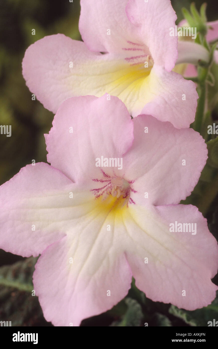 Streptocarpus 'Emily' (Cape primrose) Stock Photo
