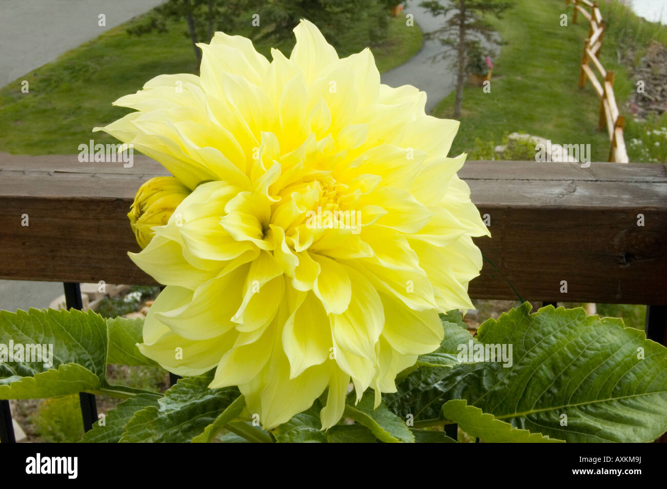 Dahlia in Bloom Stock Photo - Alamy
