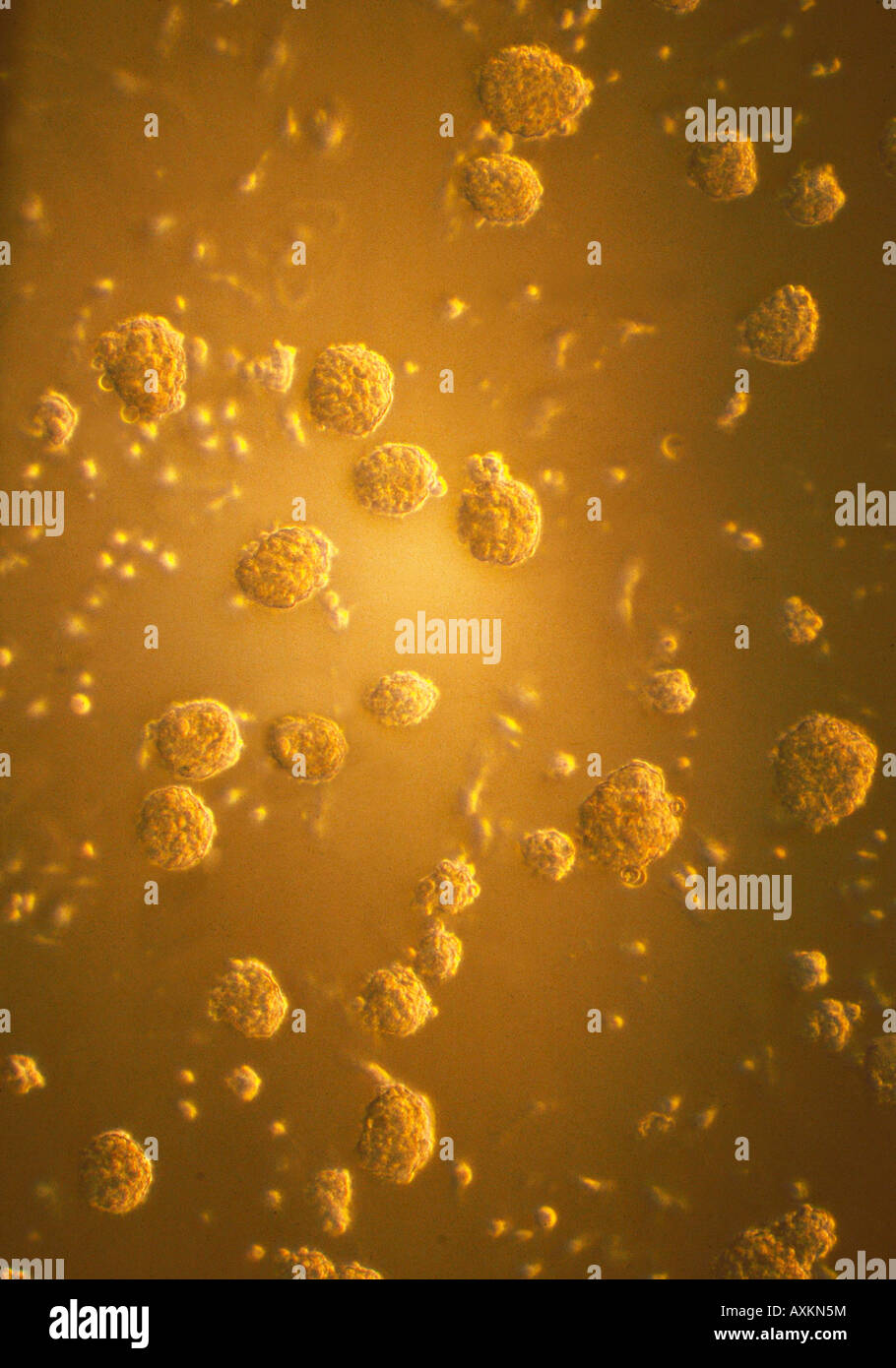 culture of embryonal stem cells Stock Photo Alamy