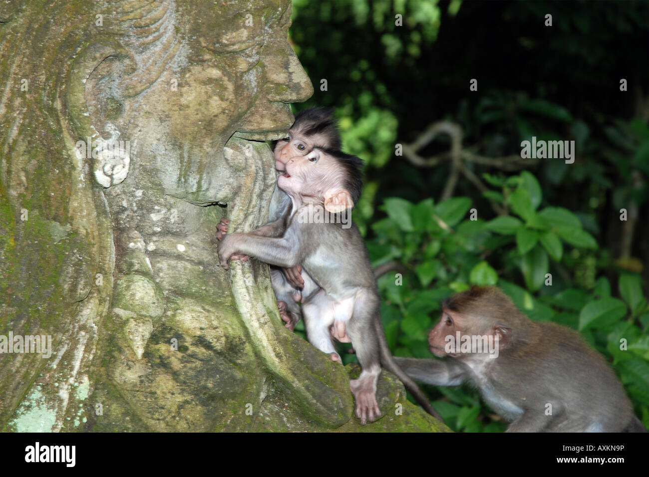 Monkeys on statue in monkeyforest on Bali. Stock Photo