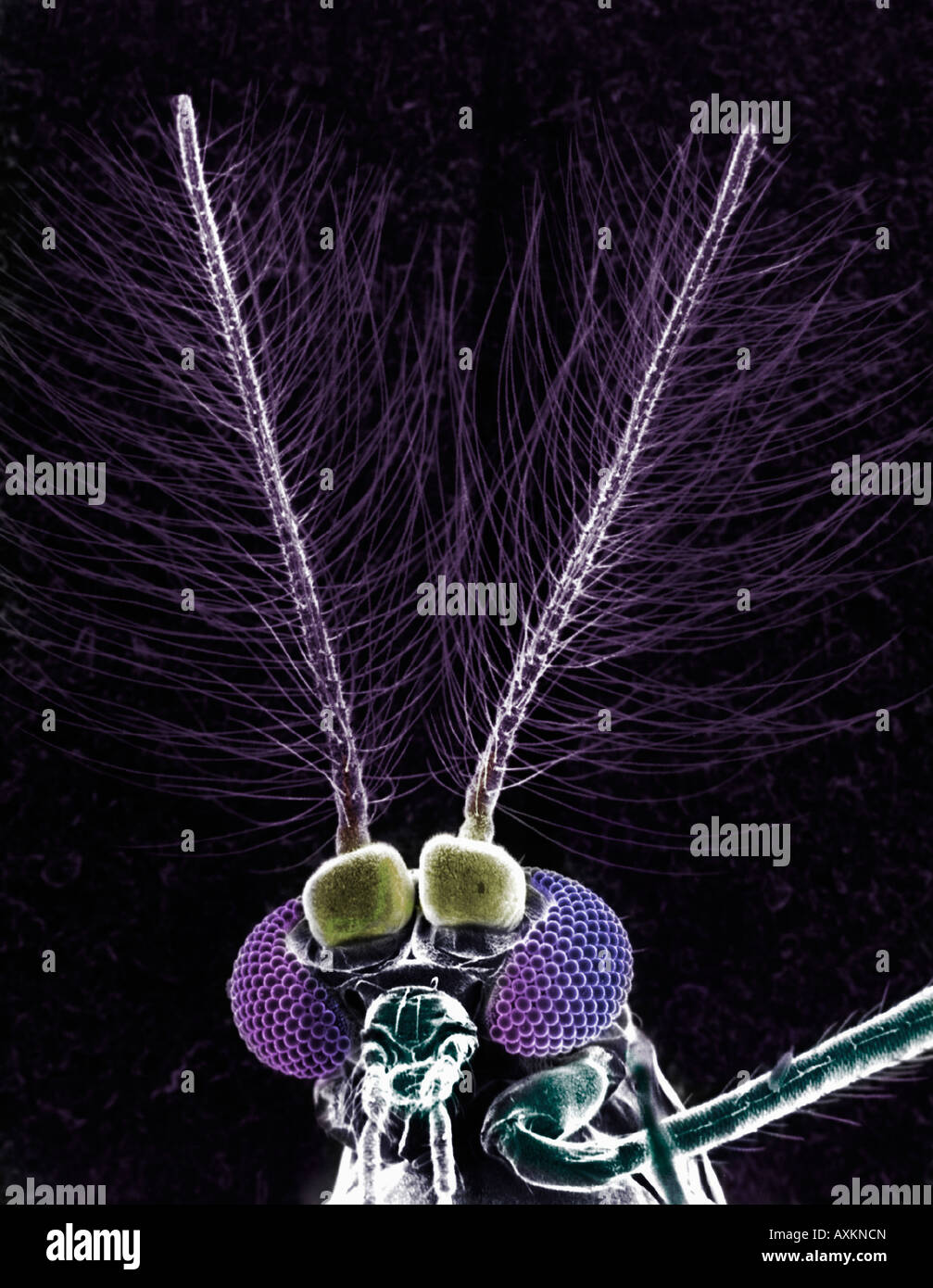 Insect antenna sem hires stock photography and images Alamy