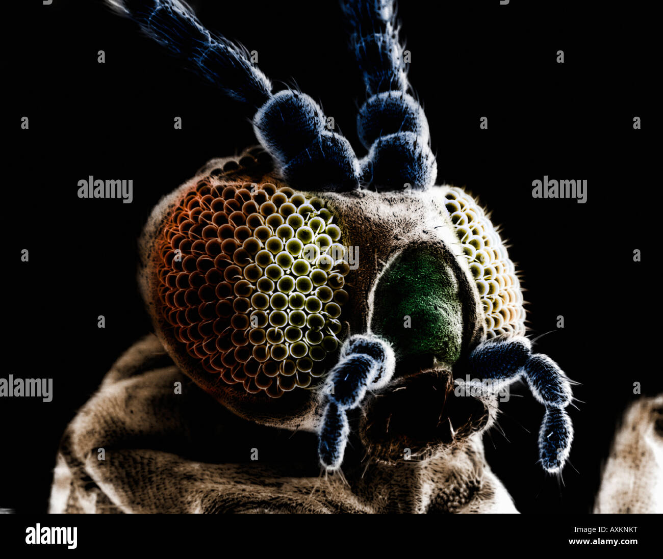 Butterfly Under Microscope