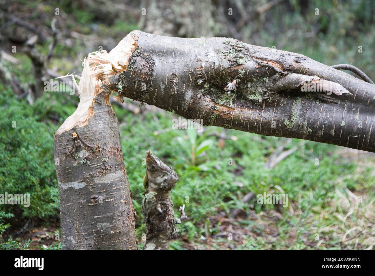 fallen tree, beaver works, feuerland, fireland, Stock Photo