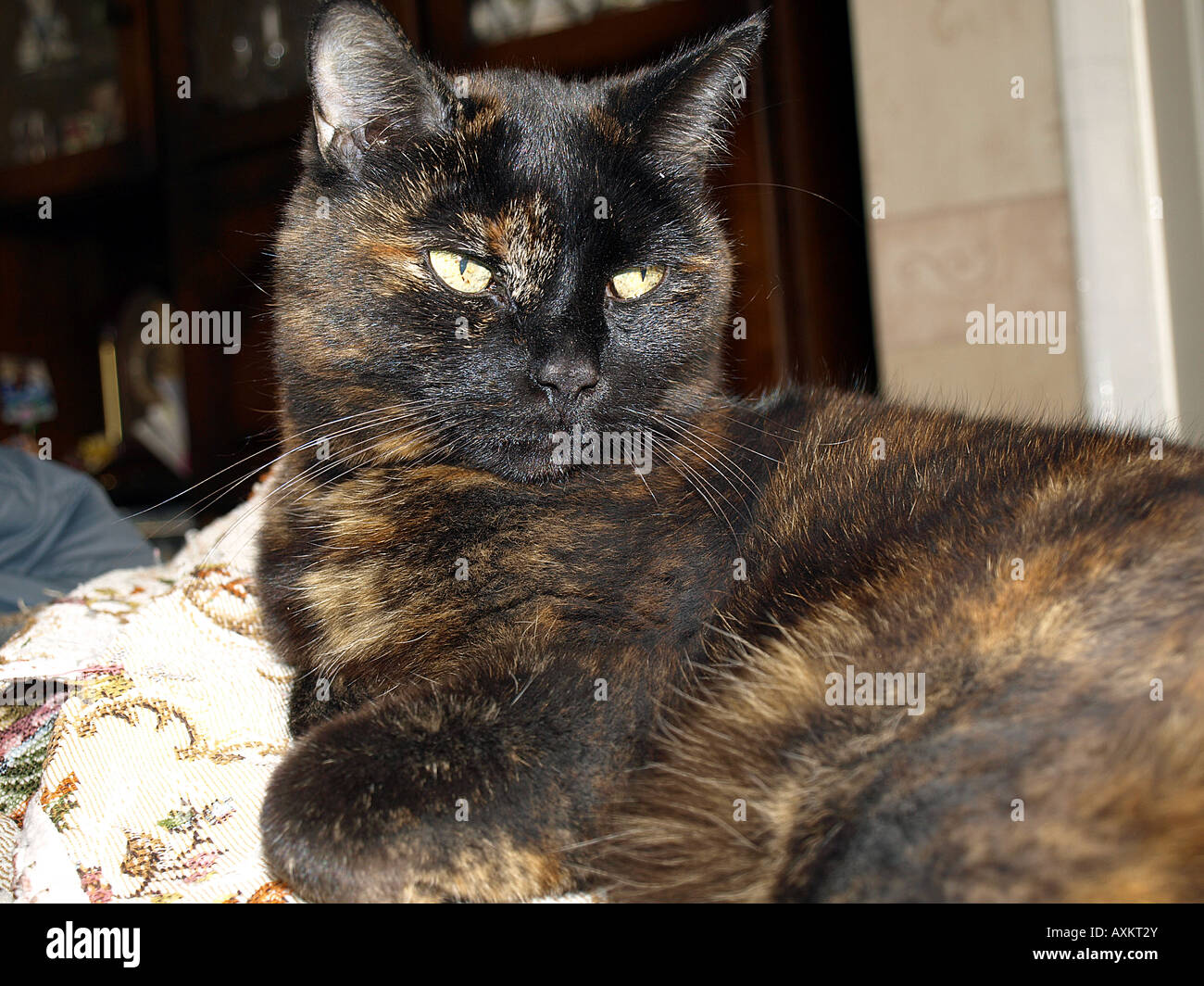 a pet black cat relaxing on the back of the settee Stock Photo - Alamy