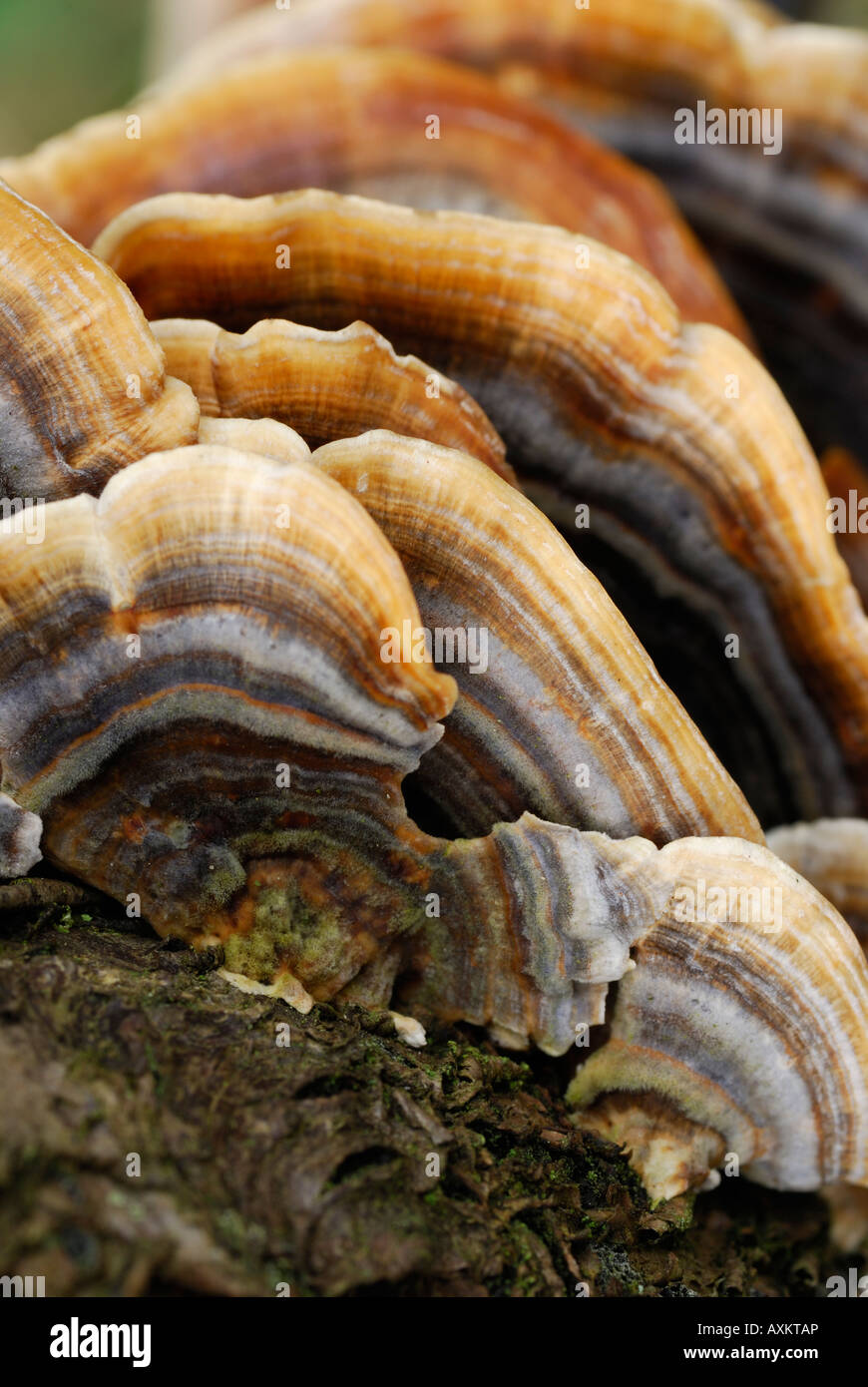 Close-up of turkey tail bracket fungus (Trametes Versicolour) growing on a tree trunk in Monsal Dale, Derbyshire, England Stock Photo