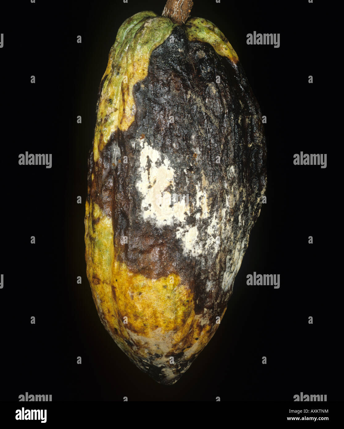 Pod rot (Moniliophthora) roreri mycelium and blackening to a cocoa pod Colombia Stock Photo