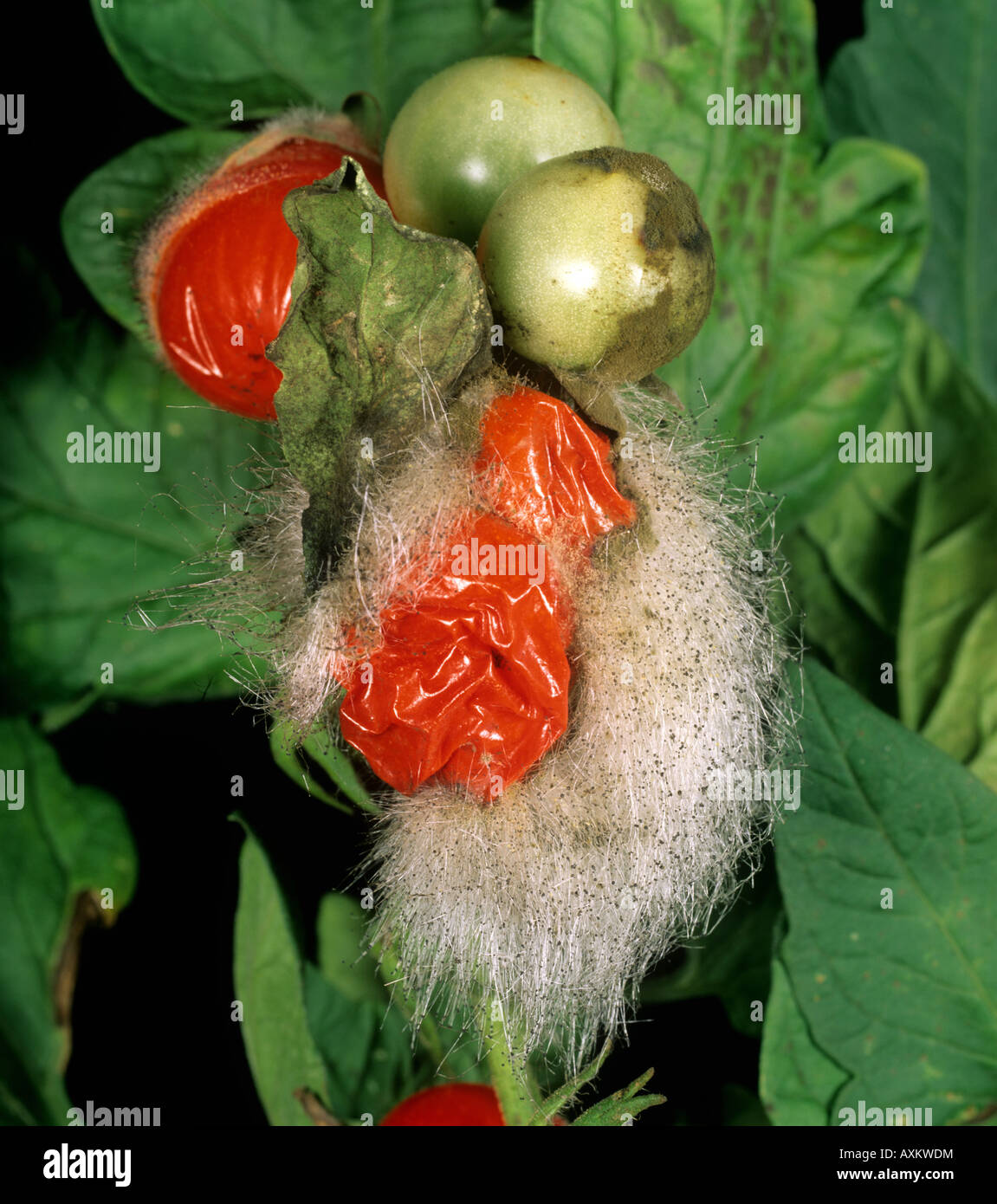 Saprophytic mould Rhizopus sp developing hyphae fruiting bodies on late season tomato Stock Photo