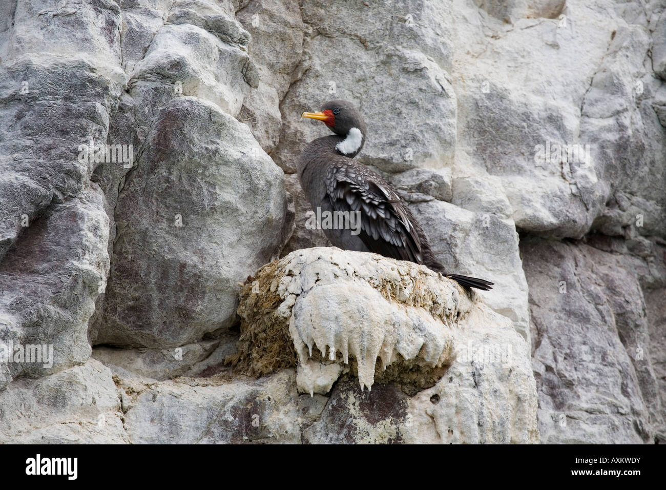 Buntscharbe Cormoran Gris Red legged cormorant Phalacrocorax gaimardi Stock Photo