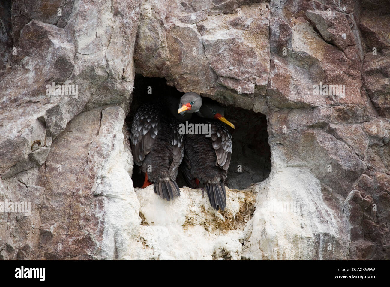 Buntscharbe Cormoran Gris Red legged cormorant Phalacrocorax gaimardi Stock Photo