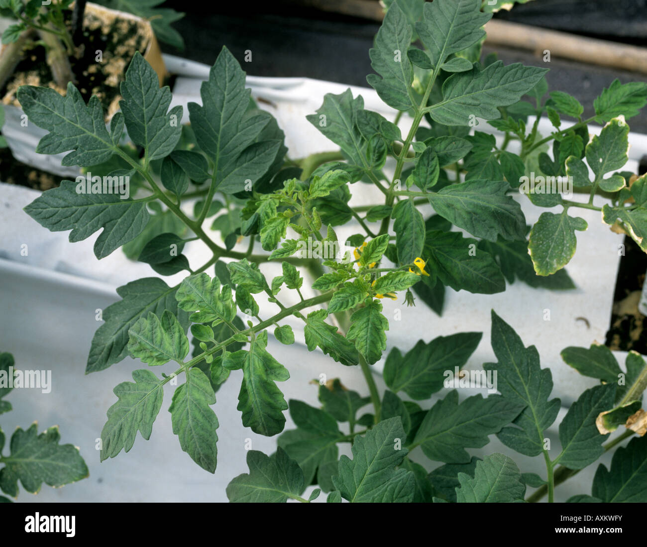 Tomato yellow leaf curl virus symptoms on tomato leaves on plants grown