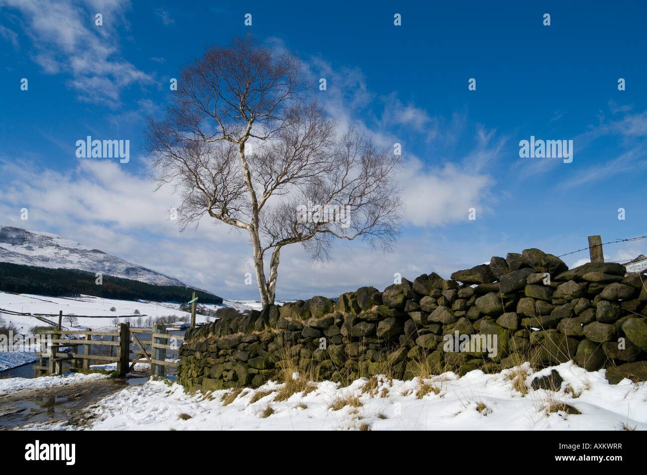 birch tree and wall with snow and blue sky Saddleworth Stock Photo