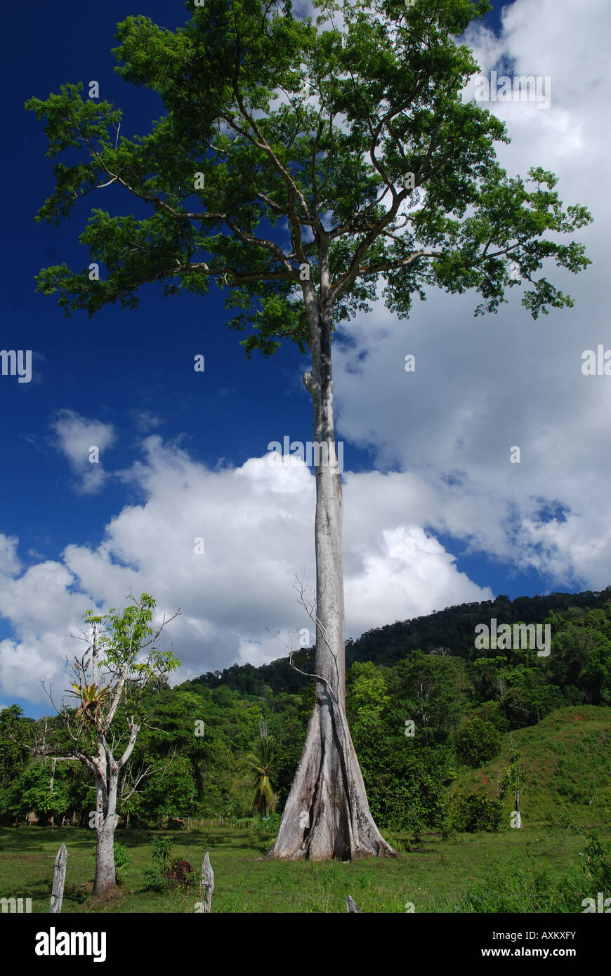 Jicaro tree, Osa Peninsula, Costa Rica Stock Photo