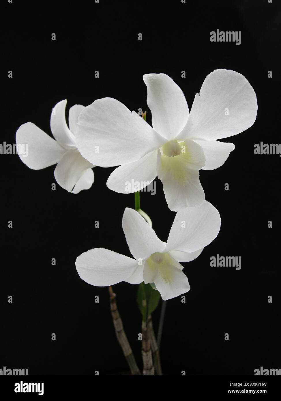 Dendrobium Hibrid. Den. Miss snow white.White orchid close up. Demdrobium blanco Stock Photo