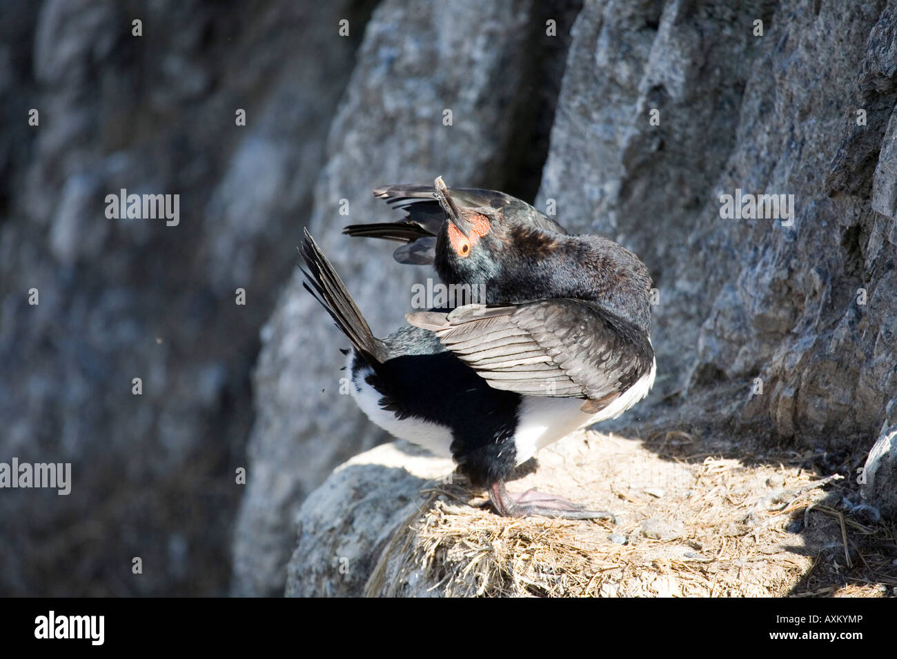 Felsenscharbe Felsenkormoran Cormoran roquero Rock cormorant