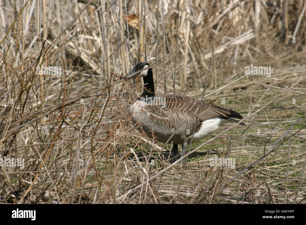 Reed among the reeds hi-res stock photography and images - Alamy