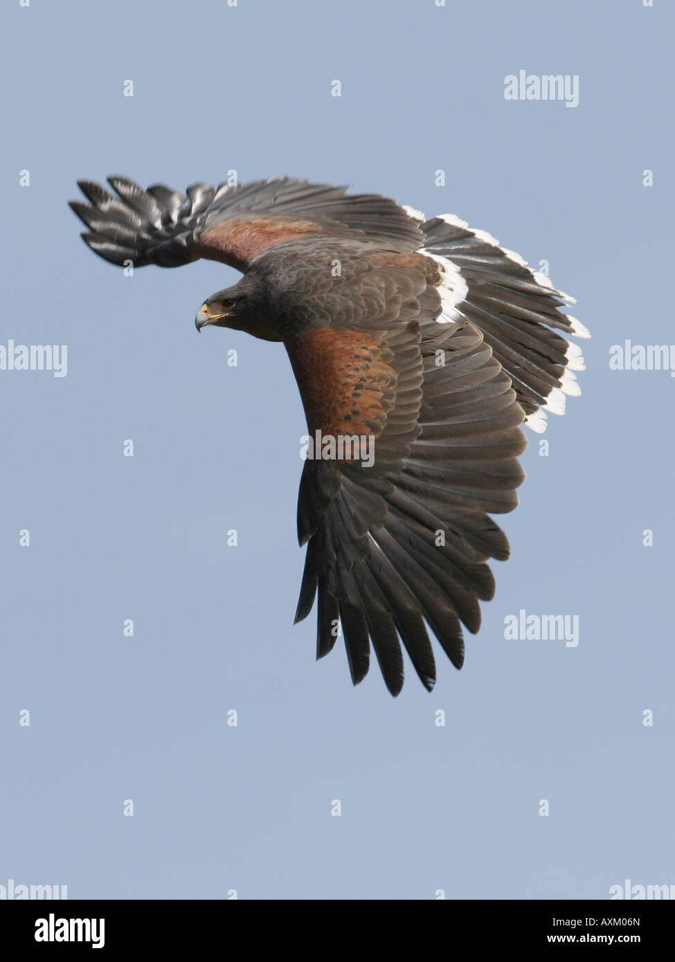 A Harris Hawk in flight with a blue sky background Stock Photo