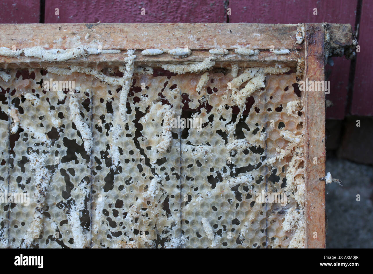 Damage done by waxworms to a frame in a beehive Stock Photo