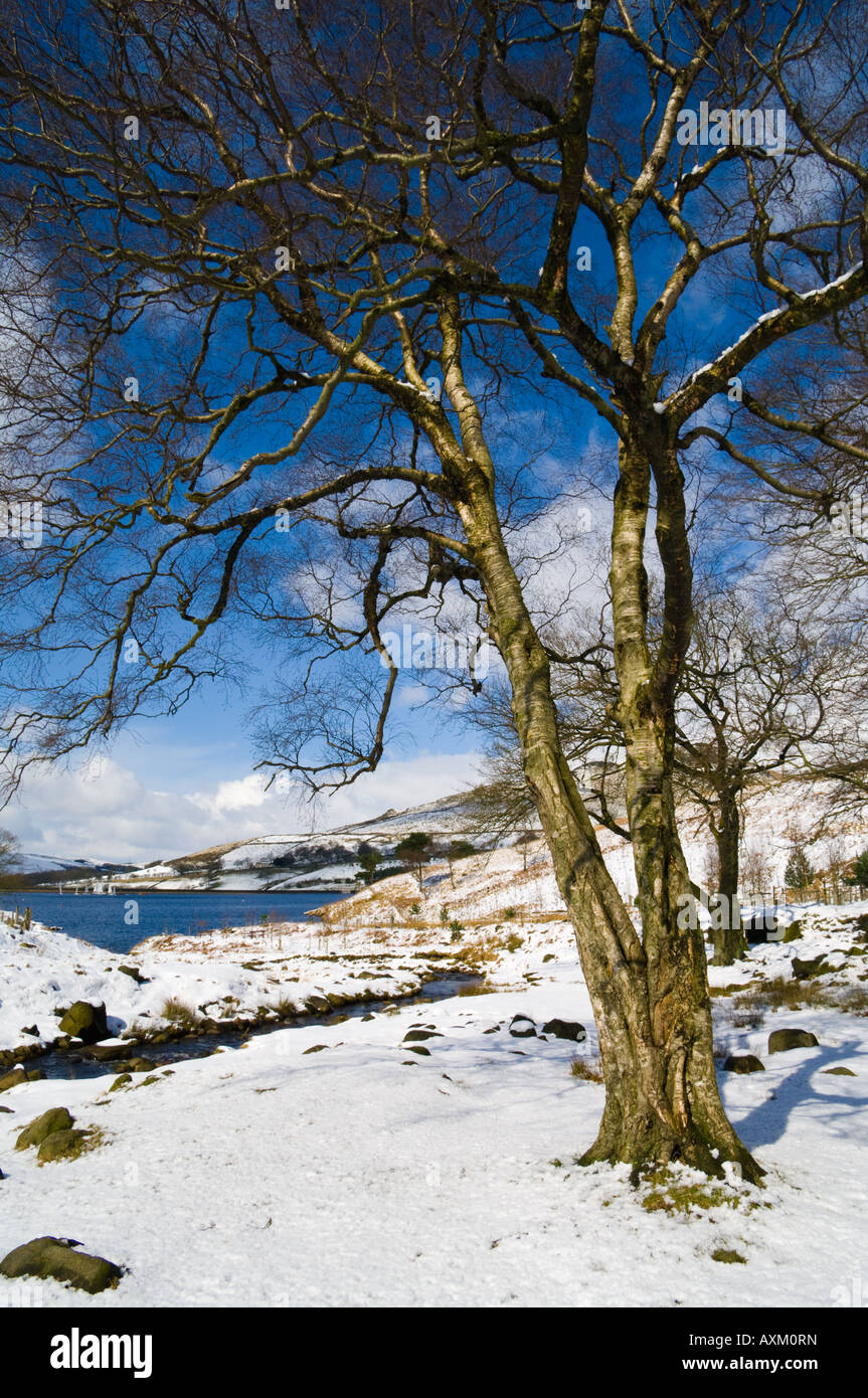 Birch tree in snow at Dovestones Reservoir, Chew Valley, Greenfield saddleworth Stock Photo