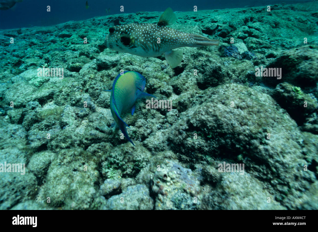 parrotfish and puffer fish, Hawaii (Calotomus carolinus), and (Arothron hispidus) Stock Photo