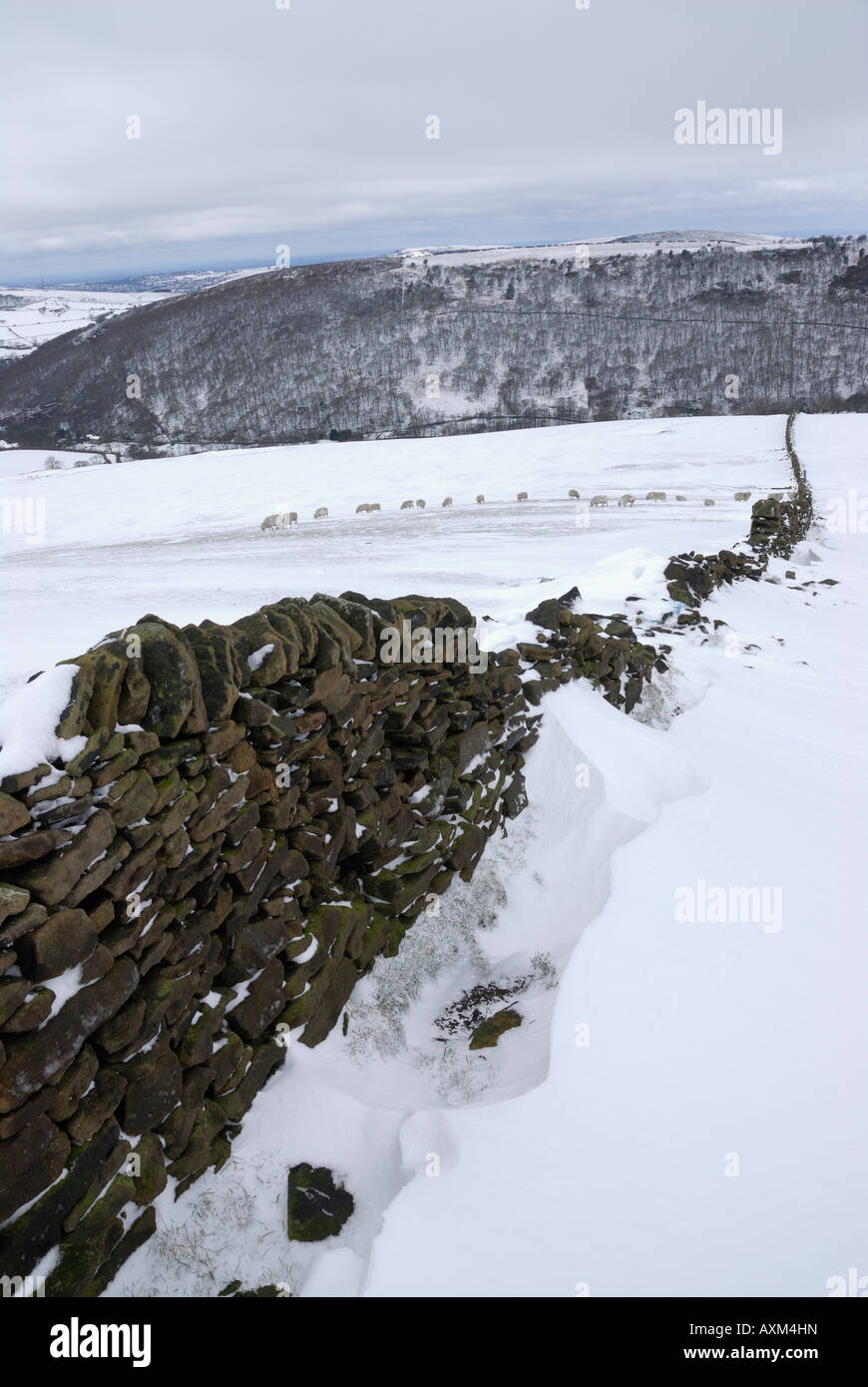 Dry stone wall in a snowy field near Hayfield, Derbyshire, England, with sheep in the middle distance Stock Photo