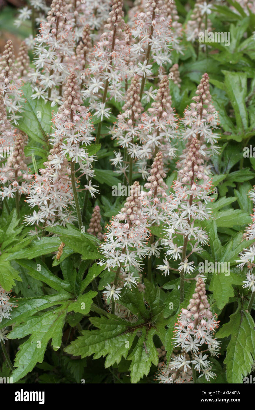 Foamflower, Tiarella sp. Stock Photo